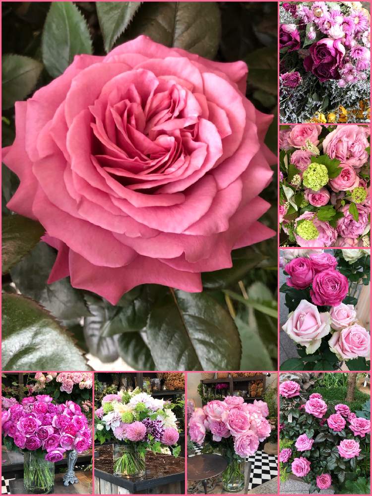 の画像 by hirarinさん | ヴィウーローズとバラ ヴィウーローズとバラ、薔薇、ばらとバラと医療・介護の皆様に感謝と19日はピンクの日と水曜ローズショーとコロナウイルスの終息を願う!と19日はoriの自由なピンクの日とGS皆様ありがとうと被災地にエールを…。とoriの自由なピンクの日と19日はピンクの日!とhirarinの薔薇とガーデンネックレス横浜2021コンテストと横浜市庁舎内ローズガーデン