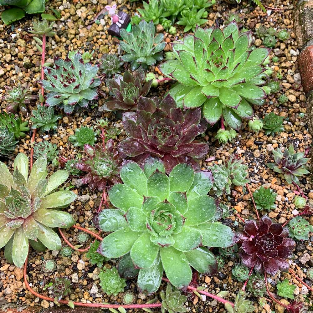 小さな庭の画像 by JUSHIさん | 小さな庭とセンペルビウム寄せ植えと多肉植物と多肉植物いっぱいとタニパトと多肉大好きと寄せ植えと癒しと多肉は癒しと多肉のある暮らしとギューギューとセンペルビウム属と寄せ植え JUSHIといつもいつもありがとうとセンペルビウム花壇とありがとうと多肉バカと私の大好き空間とセンペルビウム地植え
