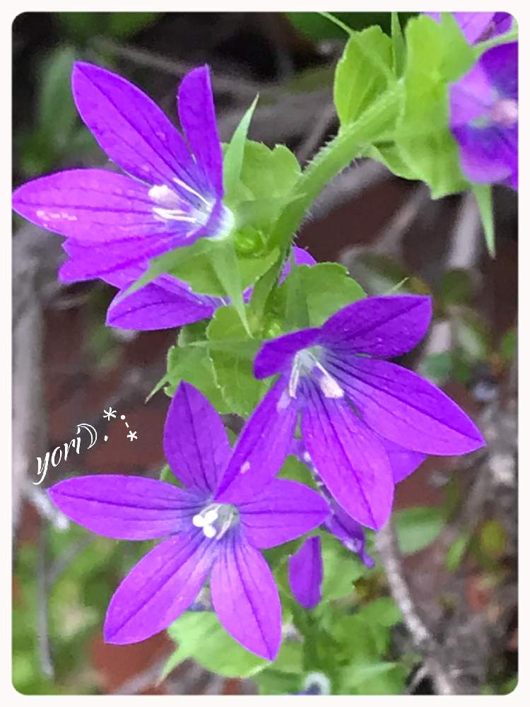 お出かけ先の画像 by yori☽︎︎.*·̩͙さん | お出かけ先とキキョウソウと今日もお疲れ様でした♡と体調に気をつけて!とHTCNo.51とありがとうです♥️と地震に気をつけてねと感謝❤️と花の16年組♡とチーム福岡とこんばんは☆と今週もよろしくです♡と今日に感謝♡とおやすみなさい⭐