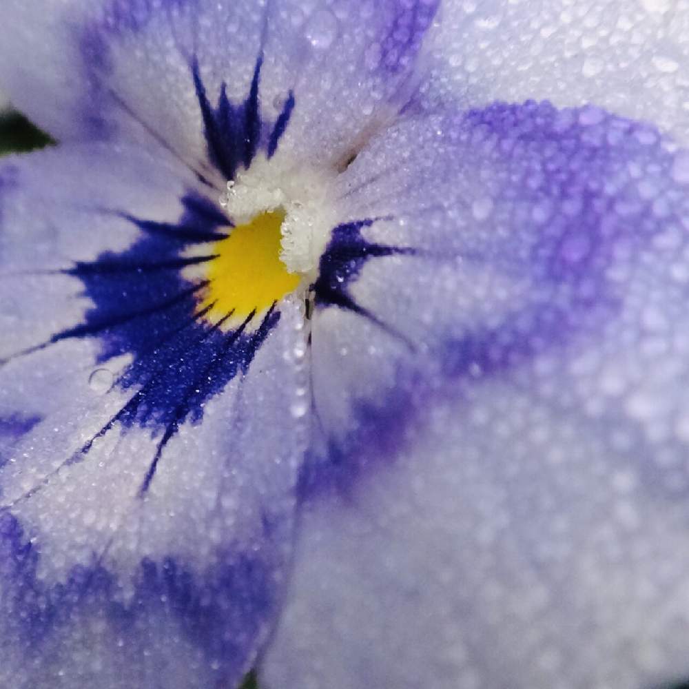 の画像 by shizukuさん | ビオラとマクロで青い花を写そう!2021と青い花とチーム・ブルー No.110と青い花と雫2021とチーム・ブルー