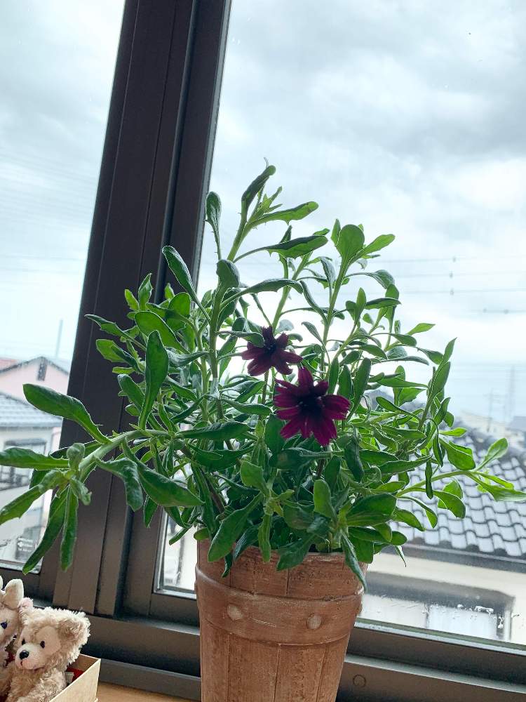 小さな庭の画像 by keikoさん | 小さな庭とオステオスペルマムと春のお花と丁寧な暮らしとお手入れと寄せ植えと初心者とおうち園芸と庭の植物とお世話頑張ると緑のある暮らしと鉢植えとガーデニングと花のある暮らし