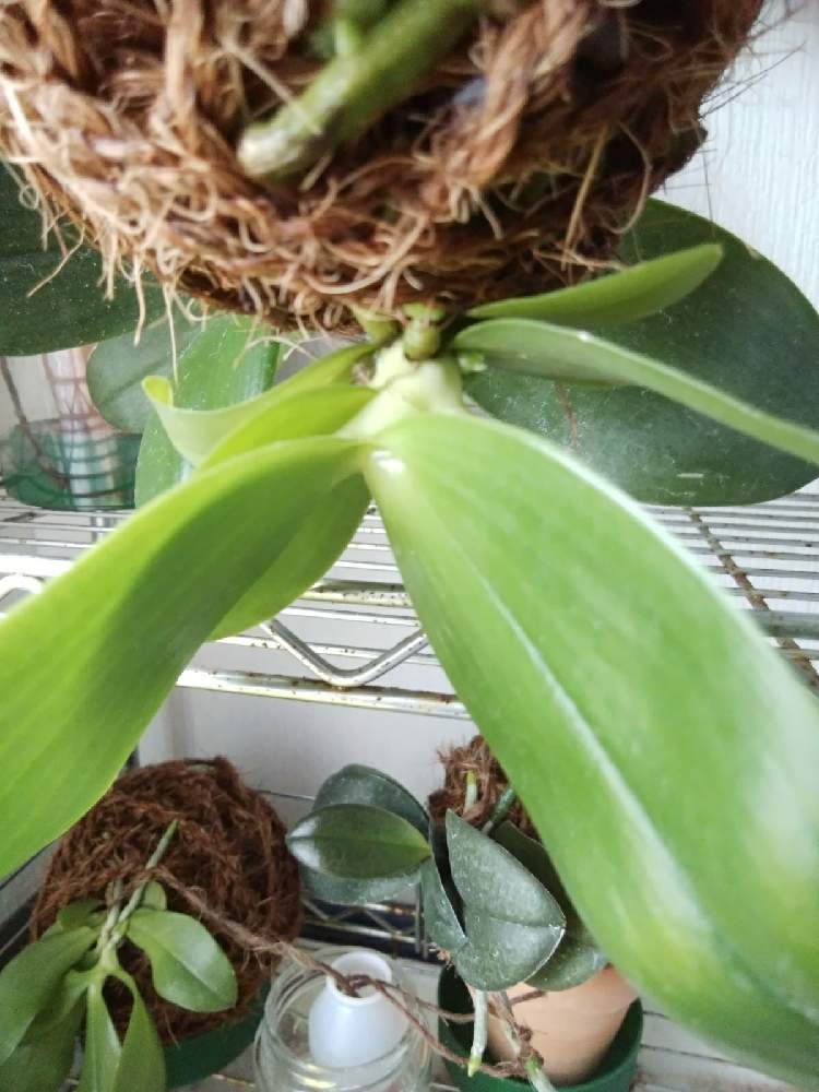 窓辺の画像 by オツベルさん | 窓辺とPhal.Yaphon Yuppie×Phal.Lioulin Dragon Girlと着生ランとラン科とorchidとヤフオクとファレノプシス属と着生と根っこと蘭の沼と洋ランと小型単茎種蘭とphalと胡蝶蘭 交配種と蘭の底無し沼と根っこフェチ