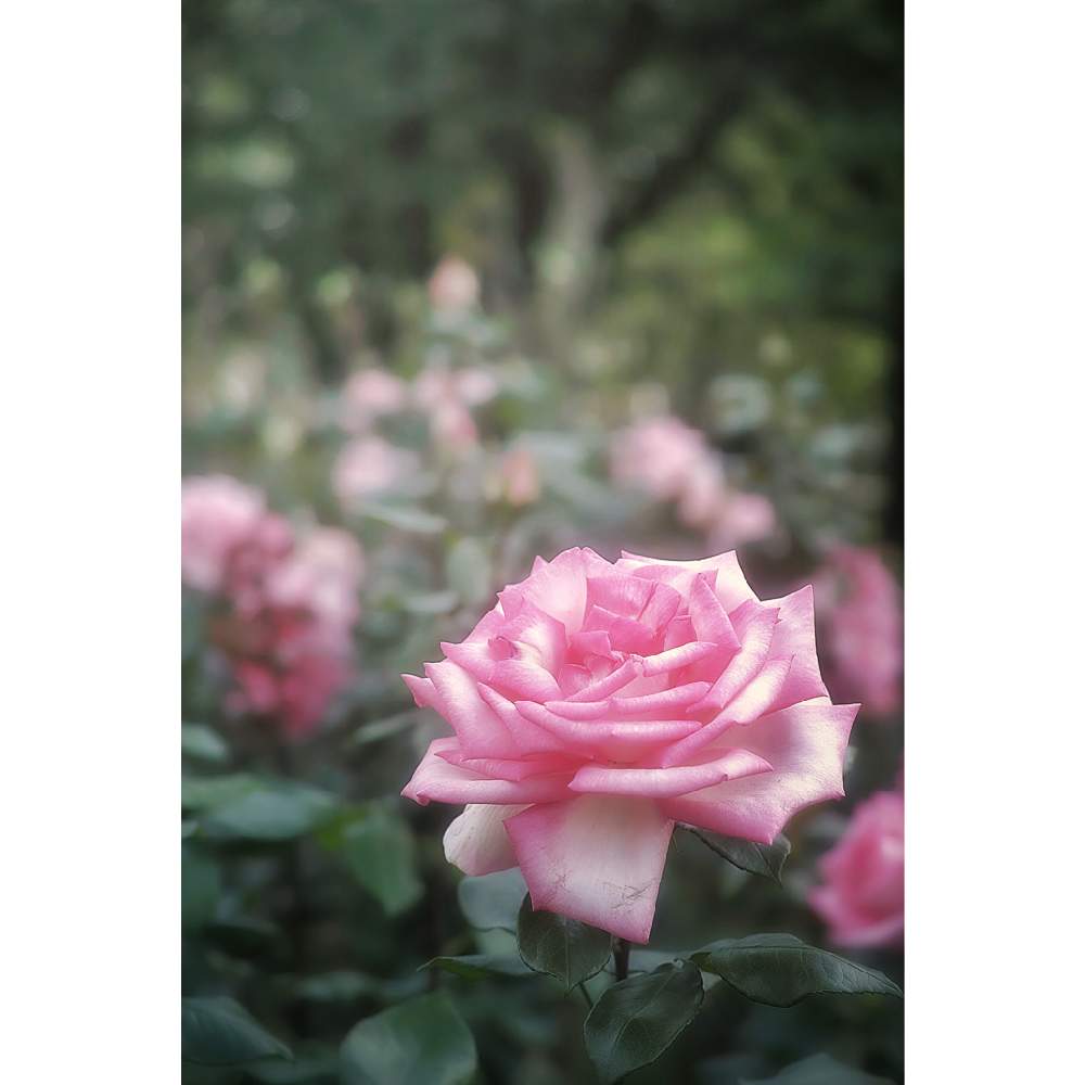 の画像 by nesoさん | ウィミィとnesoの薔薇と与野公園とローカルカメラマンかな?!(笑)と夜中にこっそりとFoveonと金曜ローズショーと近所と埼玉県さいたま市
