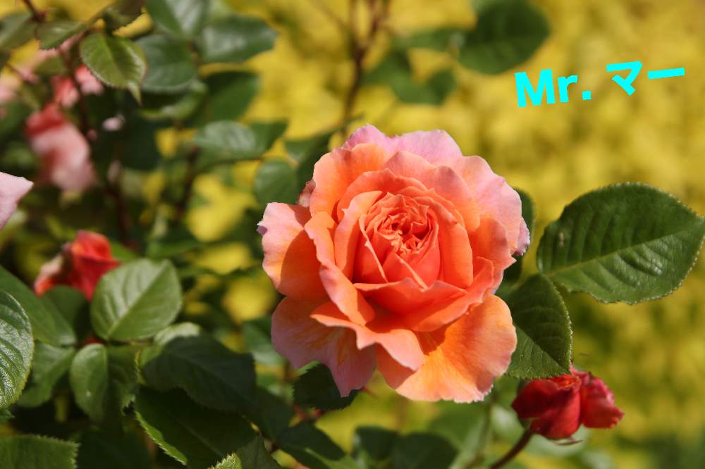 の画像 by Mr. マーさん | 薔薇 花菜ローズと金曜ローズSHOW!とがんばれ!関西とやめよう無断転載ともんもんチャン♡見守り隊と薔薇愛同盟とEOSとわれら17年組と花菜ガーデンと❤100いいね
