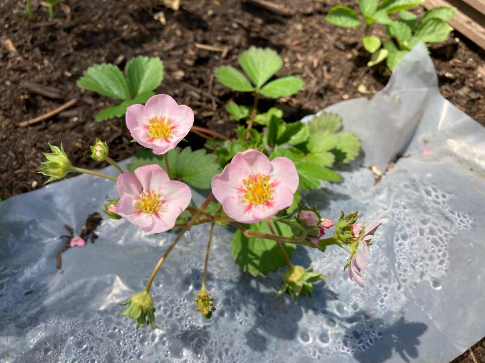 小さな庭の画像 by akikoさん | 小さな庭といちごといちごの花といちご成長記録といちごのお花といちご大好き