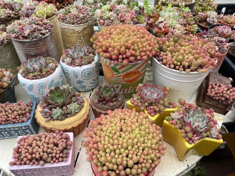 テラスの画像 by ゆうゆさん | テラスと多肉植物と寄せ植えとチマチマ倶楽部と北の大地からとゆうゆと多肉女子と癒やしの時間とガーデニングと花のある暮らしとかわいいな♡と北海道と多肉寄せ植えとsucculentとちまちま寄せと毎日癒されます