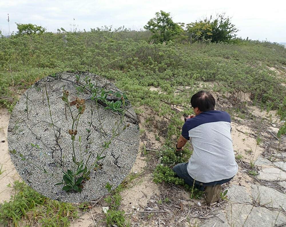 お出かけ先の画像 by plant hunter アンジュさん | お出かけ先と野生と原種と自然と四国と愛媛県と植中毒と新発見✨と海岸と超重症の植中毒と超希少種