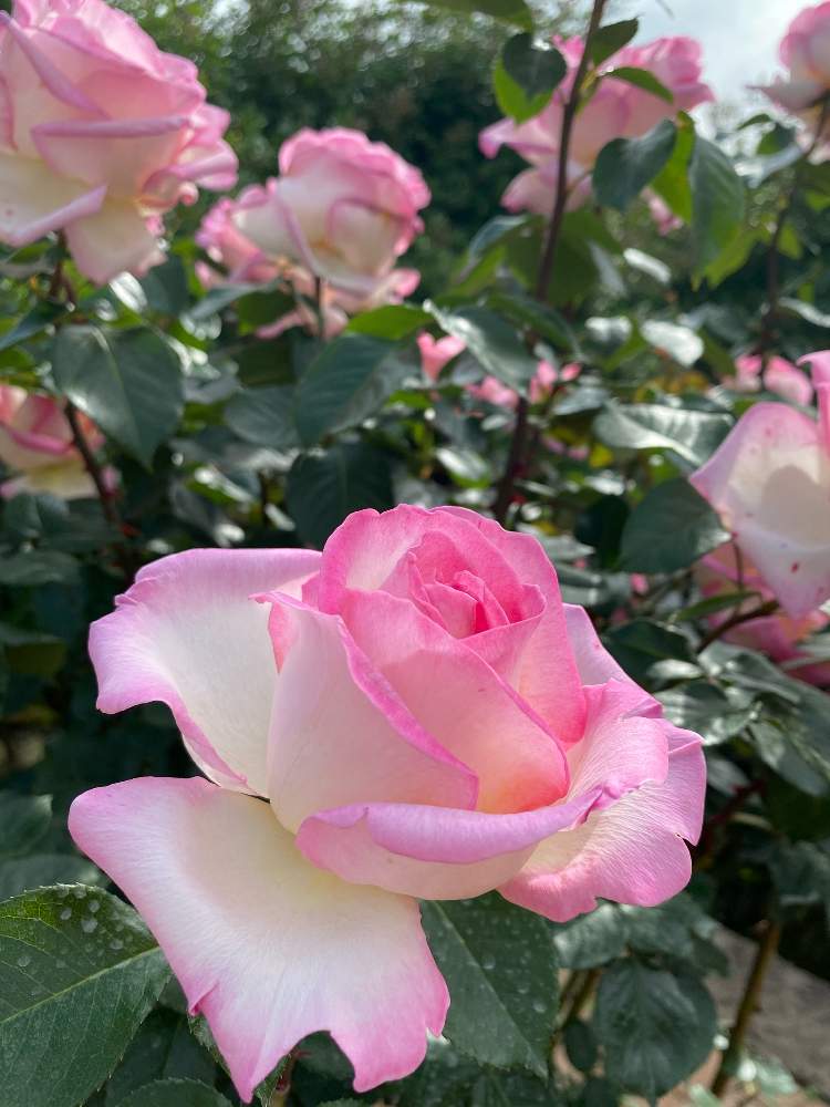 お出かけ先の画像 by nanairoFさん | お出かけ先とピンクの花とプリンセス ドゥ モナコとピンクのバラ♪と覆輪のバラと花菜ガーデンと花のある暮らしと花が好き