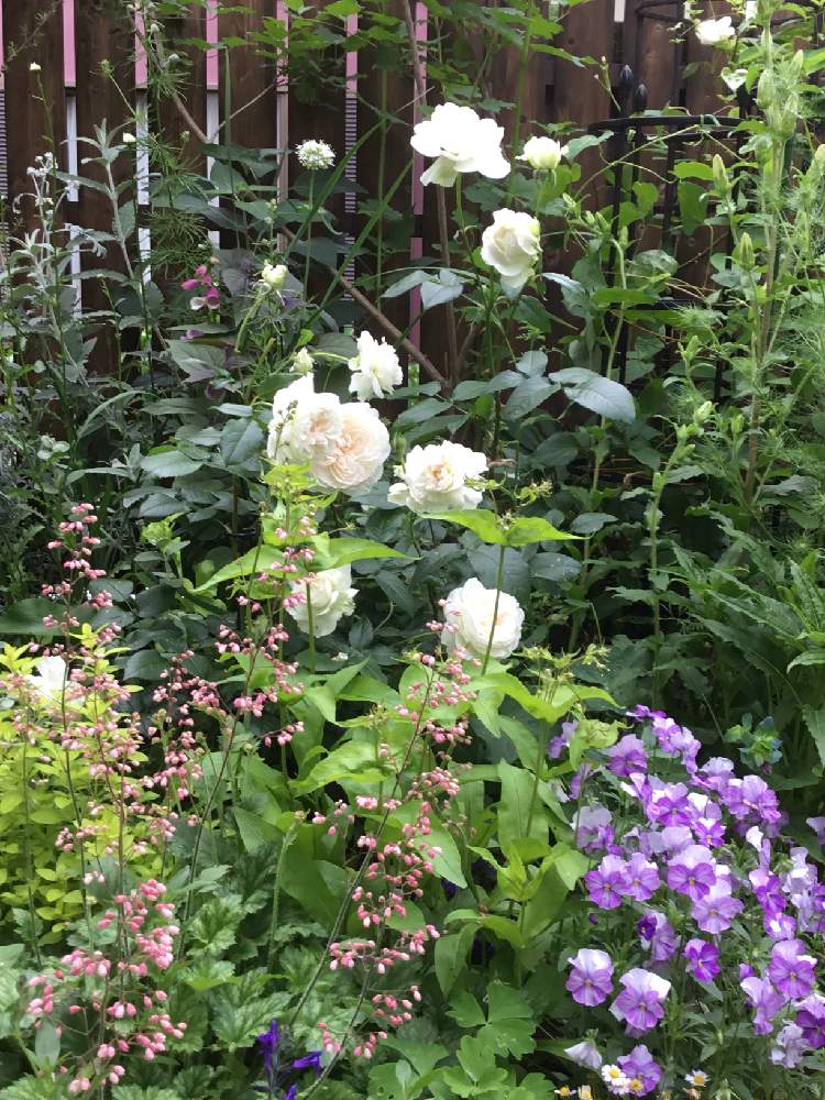 小さな庭の画像 by オードリーさん | 小さな庭と大好きなバラとわたしのボレロとボレロ バラと白い薔薇ボレロと香りの良いバラと白いお花
