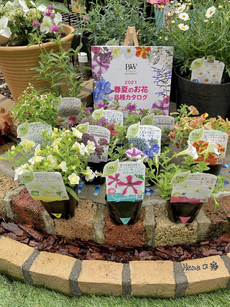 小さな庭の画像 by Hana*恋 gardenさん | 小さな庭とpw2021アンバサダーと☘️Hana *恋 garden☘️と花が咲く笑顔咲く PWフォトコン2021~キュン♡した瞬間部門~とスーパーチュニアラヴィドゥビィとゴンフレナ ラブラブラブとpw アンバサダーとユーフォルビアダイアモンドスノー♪とスーパーアリッサム・パープルプリンセスとPWスーパーベルホーリーフレアとスーパーチュニアビスタミニ シャインパープルとガーデリンクとPWステラスノーストームグレイシアブルーとPWプルーブンウィナーズと☘️Hana *恋☘️とプルーブンウィナーズとスーパーチュニア・ビスタ・スノーとエボルブルスブルーラグーンとスーパーベルダブルミルククレープとPW育てた