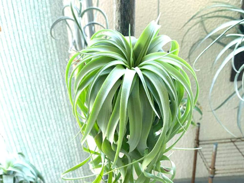 部屋の画像 by 月面旅行さん | 部屋とチランジア亜科とチランジア【エアプランツ】と植物のある暮らしとティランジア亜科とブロメリア科とおうち園芸とチランジア属と自慢の一株とエアプランツとビザールプランツとエアープランツ/チランジア