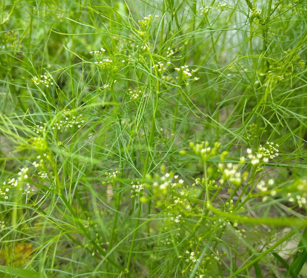 お出かけ先の画像 by ニルスさん | お出かけ先とマツバゼリと草の草と森のがっこうヒストリーと森の子どもの日とおうち園芸と森のがっこうと森の負けないぞ❗️と花のある暮らし