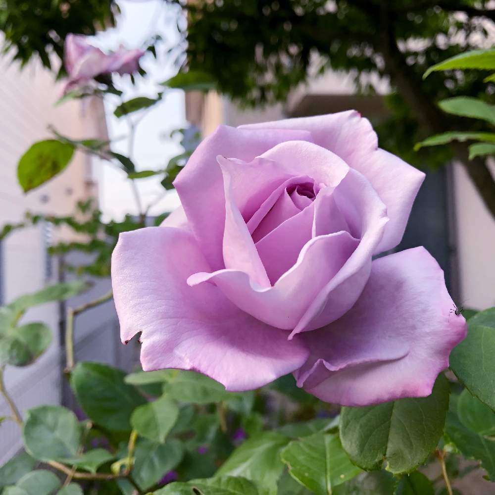 小さな庭の画像 by サニーさん | 小さな庭とつるバラ...とブルームーンとバラ ブルームーンとバラ、薔薇、ばらと自慢のバラ_2021とばら バラ 薔薇と京成バラ園と紫色の花と青い花とおうち園芸とバラと夢CLUBとかわぃぃ。と青い花マニアとバラ・ミニバラとバラを楽しむ