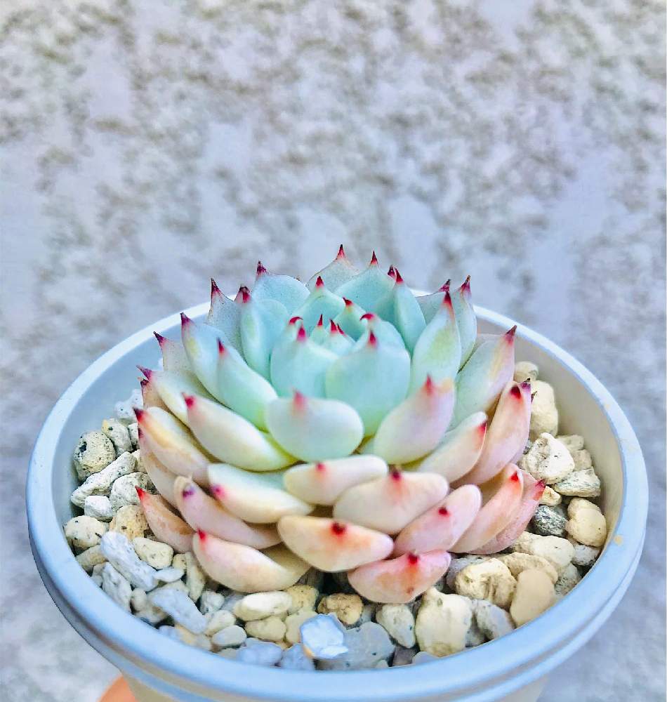 バルコニー/ベランダの画像 by A‘_'Aさん | バルコニー/ベランダと#多肉#多肉植物#たにくと多肉植物癒しと多肉植物のある暮らしとエケベリア属と極狭ベランダと野薔薇の精。と多肉植物ラブと花のある暮らしとかわいいとエケベリア 多肉植物と多肉植物大好きと多肉植物好きと多肉植物 エケベリアと多肉植物♡と今日の多肉植物と普及種