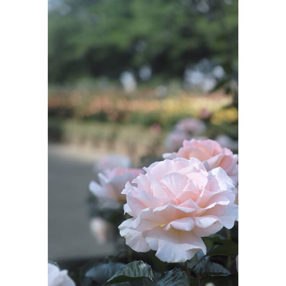 の画像 by nesoさん | スプリングコサージュとnesoの薔薇と与野公園とローカルカメラマンかな?!(笑)とFoveonと月曜日にはバラをと埼玉県さいたま市