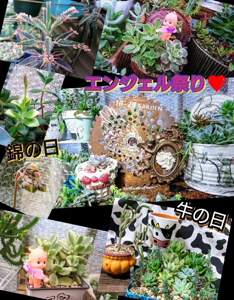 バルコニー/ベランダの画像 by のりっぺさん | バルコニー/ベランダとアナカンプセロス 桜吹雪とカランコエ 不死鳥錦とアエオニウム サンバーストとエケベリア 大和錦とコチレドン 熊童子錦とクラッスラ 青鎖竜錦とパキフィツム 月下美人錦とクラッスラ マネーメーカー錦とセダム 黄麗錦とエケベリア シルバークイーン錦と素敵便♥️とお花咲くかなぁ♥️と今を乗切るぞ!とよーさんお鉢♥️とおかかさん's 多肉さん♥️とK.Kさん's 多肉ちゃんたち♥️とエンジェル祭りとyubaraさん's お鉢♥️とほーちゃん's エンジェル錆刃♥️と牛の日と多肉ちゃん初心者とそろそろ梅雨入りか(^o^;)と錦の日とバルコニスト