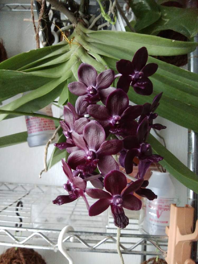 窓辺の画像 by オツベルさん | 窓辺とVandachostylis Colmarieと香る蘭と着生ランとラン科とorchidとヤフオクと香りの蘭と着生と根っこと蘭の沼とバンダ系交配種と洋ランといい香りとバンダ蘭 と高橋園芸と蘭の底無し沼と根っこフェチ