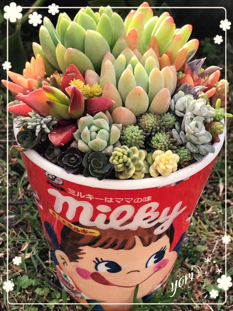 小さな庭の画像 by yori☽︎︎.*·̩͙さん | 小さな庭と多肉植物の寄せ植えといい夢見てね♬.*゚と今日もお疲れ様でした♡とペコちゃん祭りと体調に気をつけて!とHTCNo.51と多肉女子とありがとうです♥️と地震に気をつけてねと感謝❤️と花の16年組♡とチーム福岡とこんばんは☆と今週もよろしくです♡と今日に感謝♡とおやすみなさい⭐