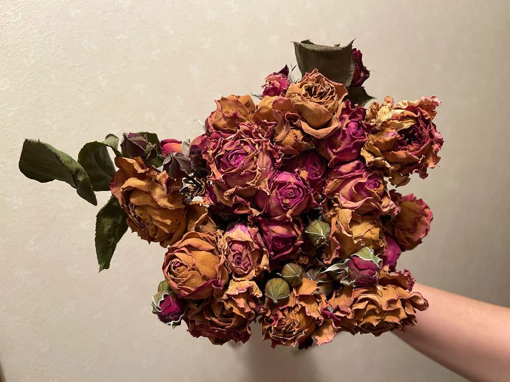 部屋の画像 by Rosarian Prince ラビたむさん | 部屋とバラ無農薬とドライローズフラワーとばら バラ 薔薇とドライフラワーと薔薇愛同盟と水曜ローズショーと薔薇の育て方勉強中✏と薔薇に魅せられてとナチュラルローズと無農薬無肥料とバラの育て方とバラのブーケとローズ ドライフラワーとバラの花束♡と無農薬とケルナフローラと薔薇の初心者教室と花のある暮らしと自然農法バラ栽培と薔薇大好き