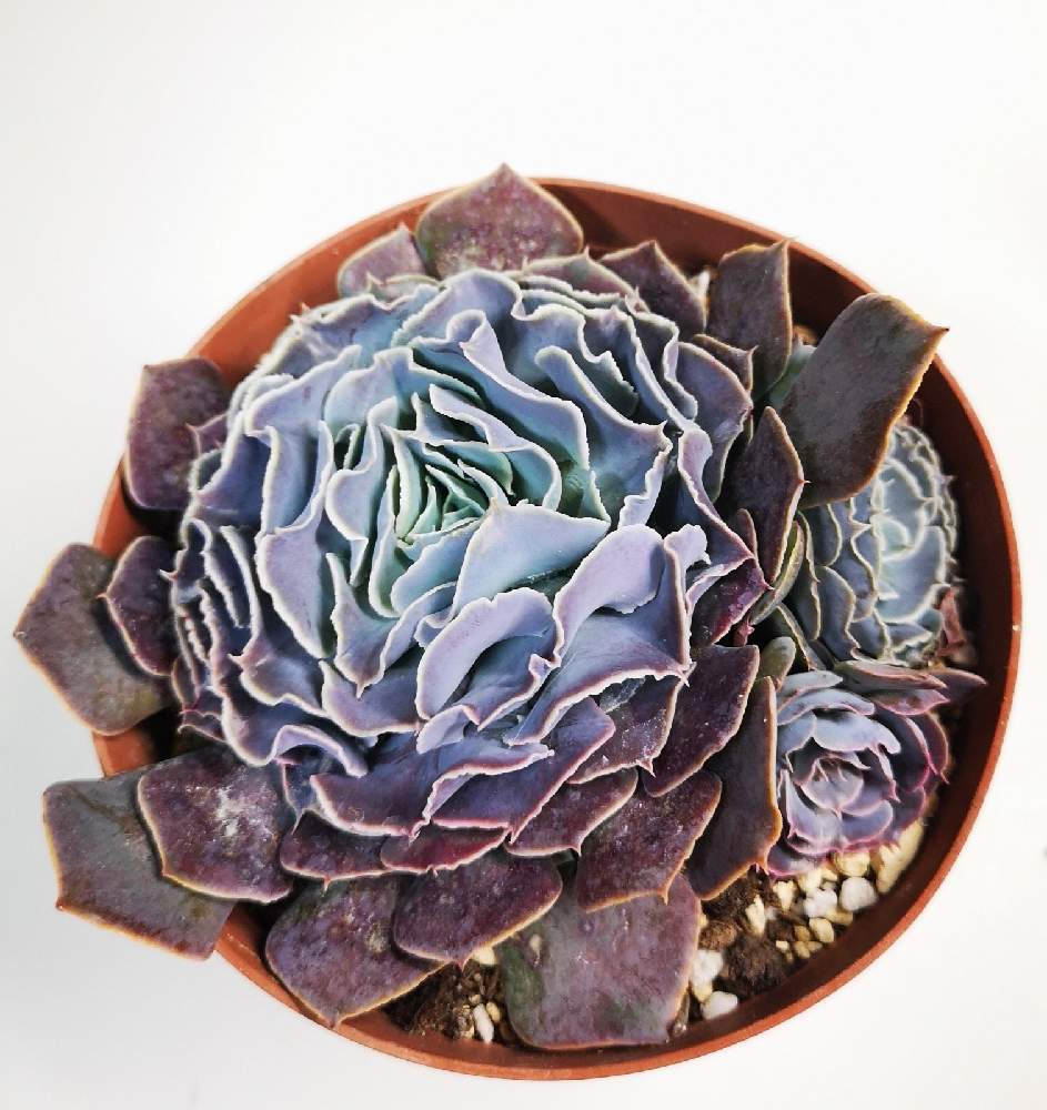 の画像 by eyeさん | Echeveria 'Belen'とベレンと☆eye☆黒タグ GREEN ROOMとエケベリア属 ベレンとEcheveria 'Belen'とCreated by Renee O'Connellとブロメリア・ギフ.と☆eye☆エケベリア属とICNとAltman Plantsとレニー・オコンネルとBROMELIA GIFUとGREEN ROOMと☆eye☆ふるさと納税・GREEN ROOMとRenee O'Connellと☆eye☆1650とICN(国際ベンケイソウ科ネットワーク)とシャビアナ×?と☆eye☆は行と八ヶ岳セレクションとBromelia Gifu苗とBromelia Gifu