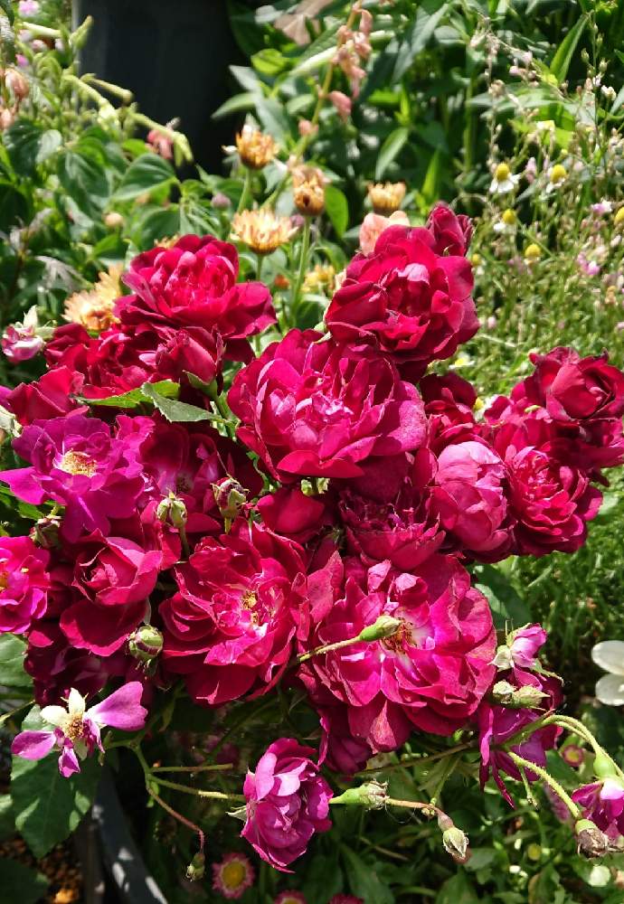 の画像 by のりりんの森さん | 薔薇カーディナルヒュームと薔薇 バイオレットとキュンキュン乙女倶楽部と薔薇愛同盟とマイガーデンと魅力的な花色と2021 GSでバラ園と可愛いお花達