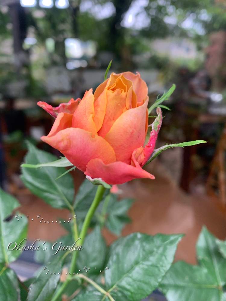 の画像 by おかーしゃさん | 癒しの時間と自慢のバラ_2021とばら バラ 薔薇と見切りっ子ちゃんと名もなき薔薇とささやかな幸せと癒しの場所と薔薇♪