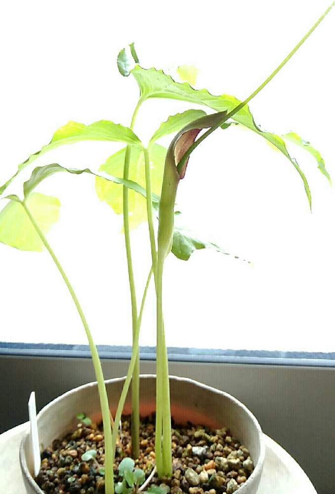部屋の画像 by ⭐CB1⭐さん | 部屋とハンゲとオオハンゲ「赤花」と赤花オオハンゲとWe summer apple ! 【上様天晴!】と兎に角ゴイス❗と虹の向こうは晴れなのかしら・・・と植物と言えば・・・と∞あまりにも好きすぎて∞とGS映えと屋敷住まいとおうち園芸とその後・・・と⭐ cheers⭐とbreakfast, lunch, teatime and supperと縁起善き哉〜☆と魔除け用とgreen & tea timeと珍奇植物と花のある暮らしとGSアダルトチームとxxx too much love xxxとGSアダルト チームとお気に入りの鉢と植物_2021