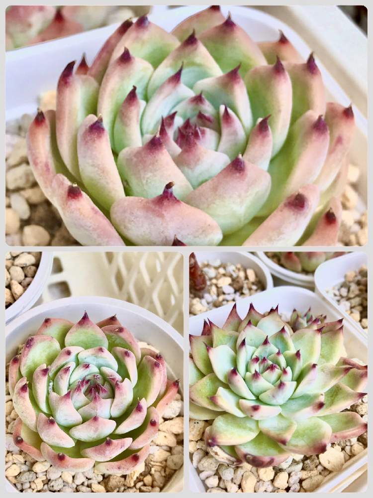 バルコニー/ベランダの画像 by A‘_'Aさん | バルコニー/ベランダと多肉植物と桃太郎☆と#多肉#多肉植物#たにくと普及種と多肉植物癒しと多肉植物のある暮らしとエケベリア属と極狭ベランダと花のある暮らしとエケベリア 多肉植物と多肉植物大好きとエケベリア 桃太郎と多肉植物好きと多肉植物 エケベリアと今日の多肉植物