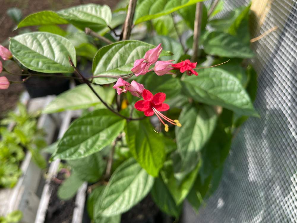 の画像 by 砂糖工場さん | 鉢植え栽培とサトウキビの町の草原