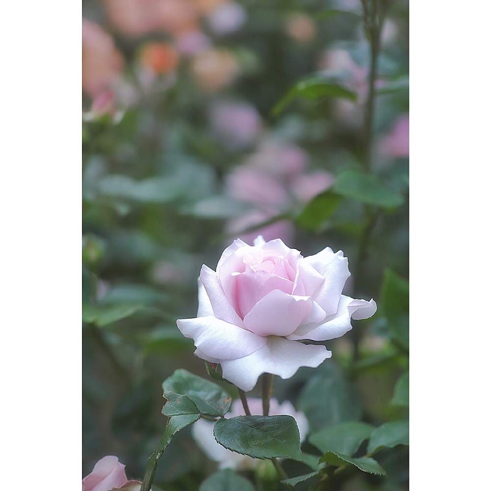 の画像 by nesoさん | 夢香とnesoの薔薇と与野公園とローカルカメラマンかな?!(笑)と夜中にこっそりとFoveonと金曜ローズショーと埼玉県さいたま市