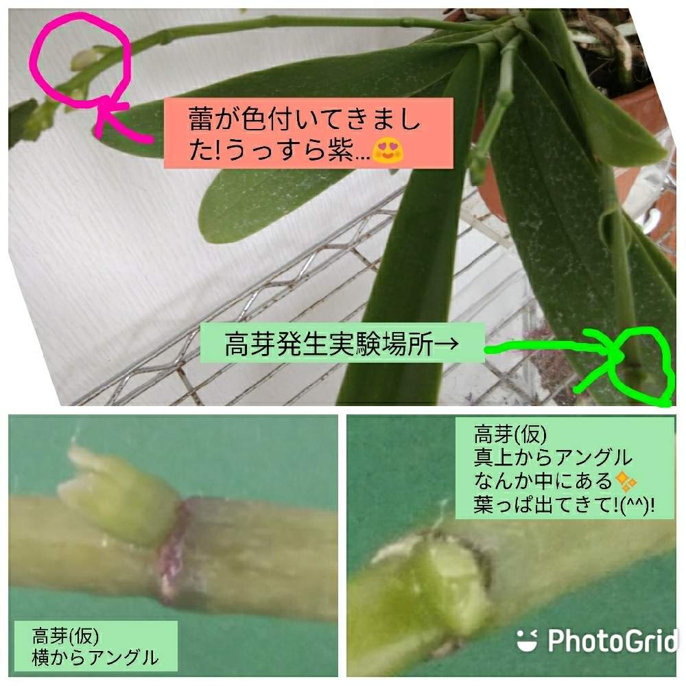窓辺の画像 by オツベルさん | 窓辺とPhal.Summer Roseと着生ランとラン科とorchidとファレノプシス属と胡蝶蘭の花と着生と根っこと蘭の沼と高芽発生実験と洋ランと野中洋蘭園とphalと胡蝶蘭 交配種と蘭の底無し沼と根っこフェチ