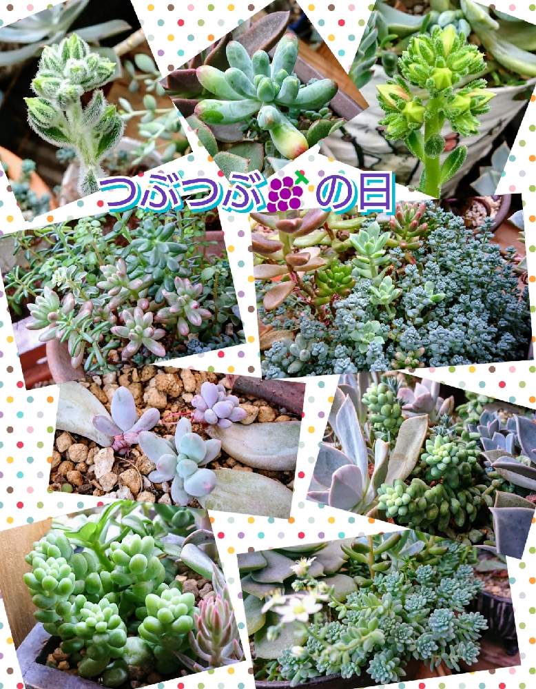 バルコニー/ベランダの画像 by のりっぺさん | バルコニー/ベランダとセダム 玉つづりとセダム マジョールとセダム オーロラとセダム 乙女心とパキフィツム 月美人とセダム ビアポップとエケベリア ボンビシナとセダム ダシフィルムとエケベリア チュブスと素敵便♥️とお花咲くかなぁ♥️と今を乗切るぞ!とKOHさん's 多肉チャン♥️とつぶつぶの日と多肉ちゃん初心者とそろそろ梅雨入りか(^o^;)と楽しい園芸o(^o^)oとバルコニスト