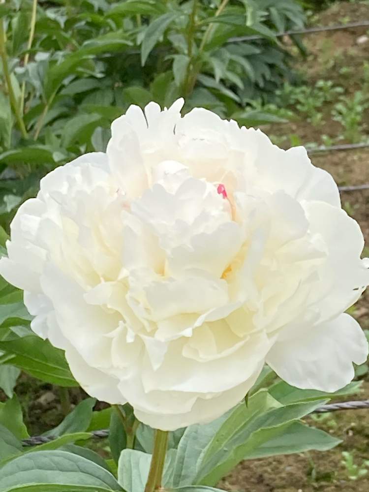 の画像 by かじゅさん | しゃくやくの花と綺麗と全国一のシャクナゲ生産地と癒し…♡と白色の花とお花好きと豪華なお花と新潟県五泉市 しゃくやく園とお出かけ先にてと花園と芍薬 ケルウェローズグロリオサと2018年に開園