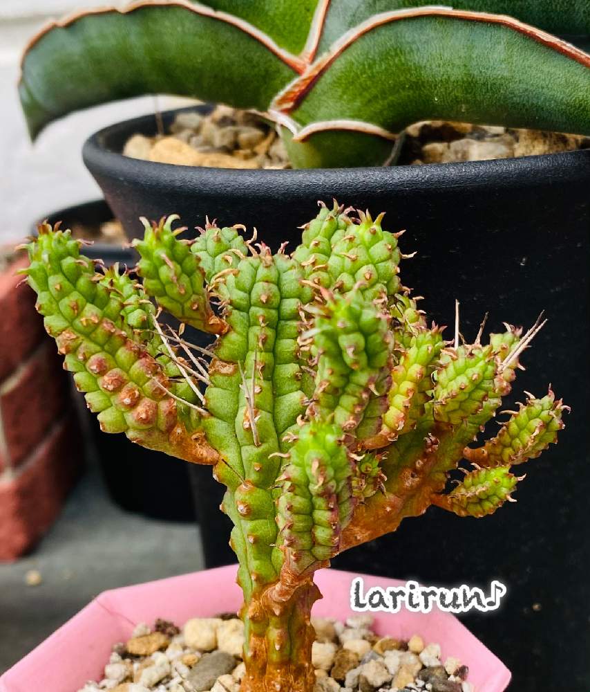 和室の画像 by らりるん♪さん | 和室と白樺キリンとサンセベリア・ロリダと多肉植物とらり♪多肉とわれら17年組とGSミニモニ。とつぶつぶの日とユーフォルビア