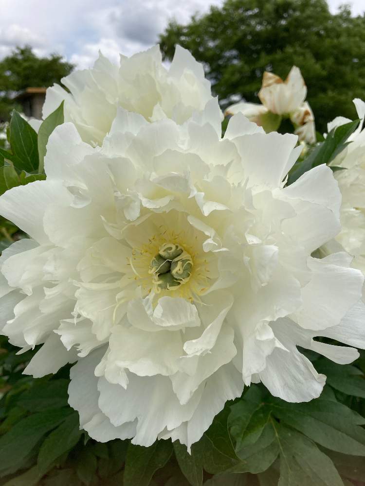 の画像 by かじゅさん | 芍薬 オリエンタルホワイトと綺麗と全国一のシャクナゲ生産地と癒し…♡と白色の花とお花好きと豪華なお花と新潟県五泉市 しゃくやく園とお出かけ先にてと花園と2018年に開園