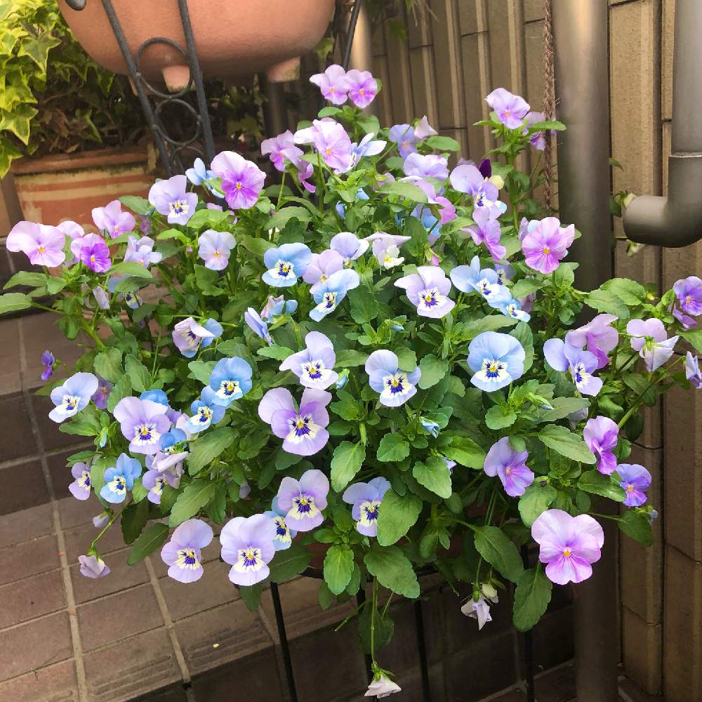 玄関の画像 by ぎんねこさん | 玄関とビオラと青い花と可憐な花と紫色の花とピンク色と青色ファンタジー