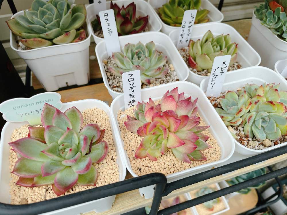 小さな庭の画像 by ギブソンさん | 小さな庭と多肉植物とボタニカルとギブ韓国苗❤︎とボタニカルライフと多肉大好きとおうち時間と神奈川タニラーとGS映えとGS日和とおうち園芸と植中毒とギブソン多肉日記と多肉女子とタニラーと横浜❣️多肉大好き❣️と花のある暮らしとジャンクガーデンとかわいいな♡とタニク初心者とGS植物うちなーぐち会