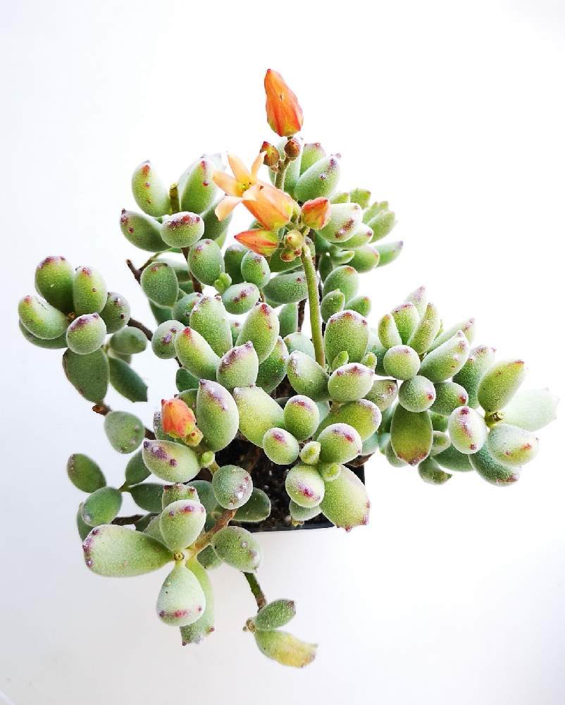 玄関の画像 by eyeさん | 玄関と子猫の爪とCotyledon tomentosa ssp. ladismithensisと子猫の爪の花とトメントサ ラディスミスエンシスとコチレドン 子猫の爪とスーパービバホームと☆eye☆か行と☆eye☆コチレドン属とビバホームとコチドレン属 子猫の爪と南アフリカ西ケープ州とラディスミスとコチレドン属と☆eye☆た行とCotyledon tomentosa ssp.ladismithensisとCotyledon tomentosa ssp.'Konekonotsume'とホムパト(ホームセンター パトロール)と広原園と☆eye☆648とHirohara Flower Farmとクロ.
