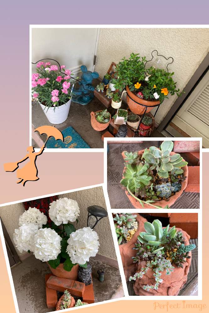 玄関の画像 by ユダコさん | 玄関と多肉植物いろいろと紫陽花 アイスベアーと多肉植物と母の日プレゼントと癒しと感謝とおうち園芸と楽しみとずっと一緒