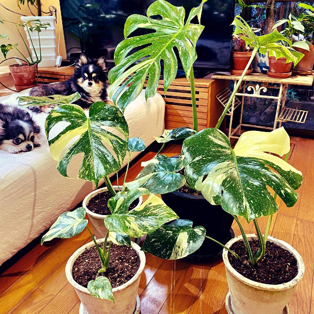 部屋の画像 by YOKOさん | 部屋とモンステラ・デリシオーサ・イエローモンスターとりょうくんとMonstera thai constellationとてんくんとモンステラ属と斑入り好き♡と過保護とcute♡とアロイドと 斑入りモンステラとサトイモ 科と黄斑モンステラとモンステラ好きっ♡とモンステラらぶ♡と葉っぱlove♥とLED栽培とお気に入りの鉢と植物_2021