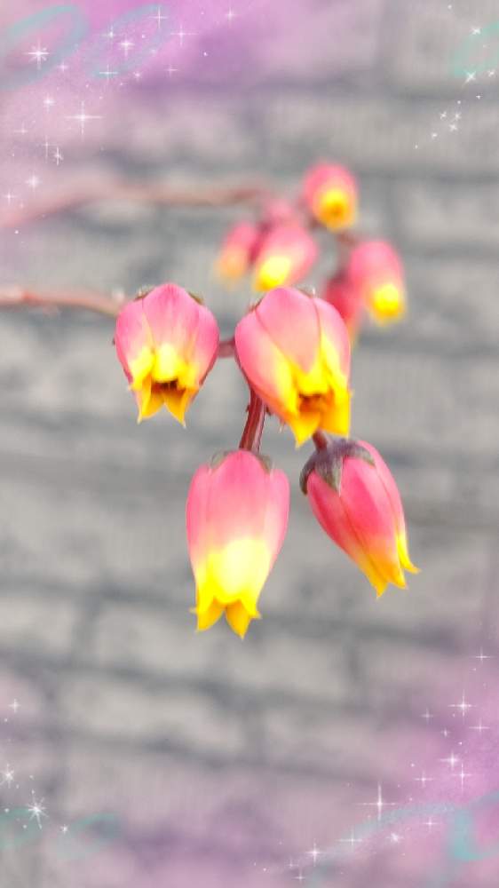 玄関の画像 by MOCOまんまさん | 玄関と大和錦の花とおうち園芸とお楽しみとゆっくり成長中と今日も元気♩とお家カラフル