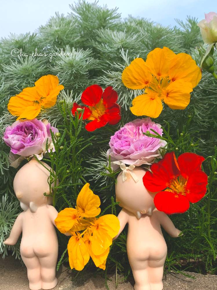 広い庭の画像 by 茶々のお庭さん | 広い庭とアサギリソウと薔薇とキンレンカとHTCとキュンキュン乙女倶楽部とわれら17年組とキュンキュン乙女倶楽部No.285とチーム・ブルーNo.014と【こまち多肉部】とゆるキャラ倶楽部とオケツの日