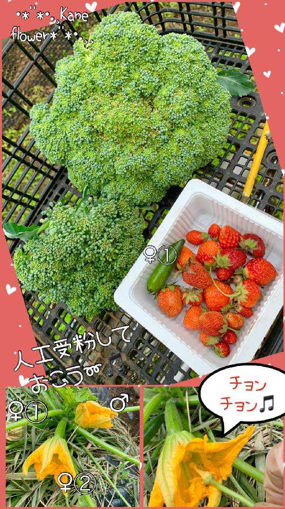 畑の画像 by kane flowerさん | 畑とイチゴとブロッコリーとズッキーニとズッキーニと家庭菜園と私畑と埼玉県と自家製野菜と無農薬有機栽培と無農薬 無化学肥料栽培とK.F家庭菜園と2021 K.F 家庭菜園とK.Fズッキーニ
