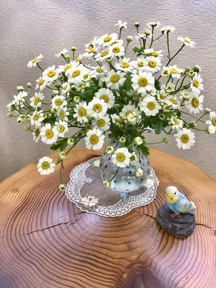 部屋の画像 by うたちゃんさん | 部屋と小さな アレンジとGS映えとGS日和とマトリカリア♡とナツシロギク (フィーバーフュー)