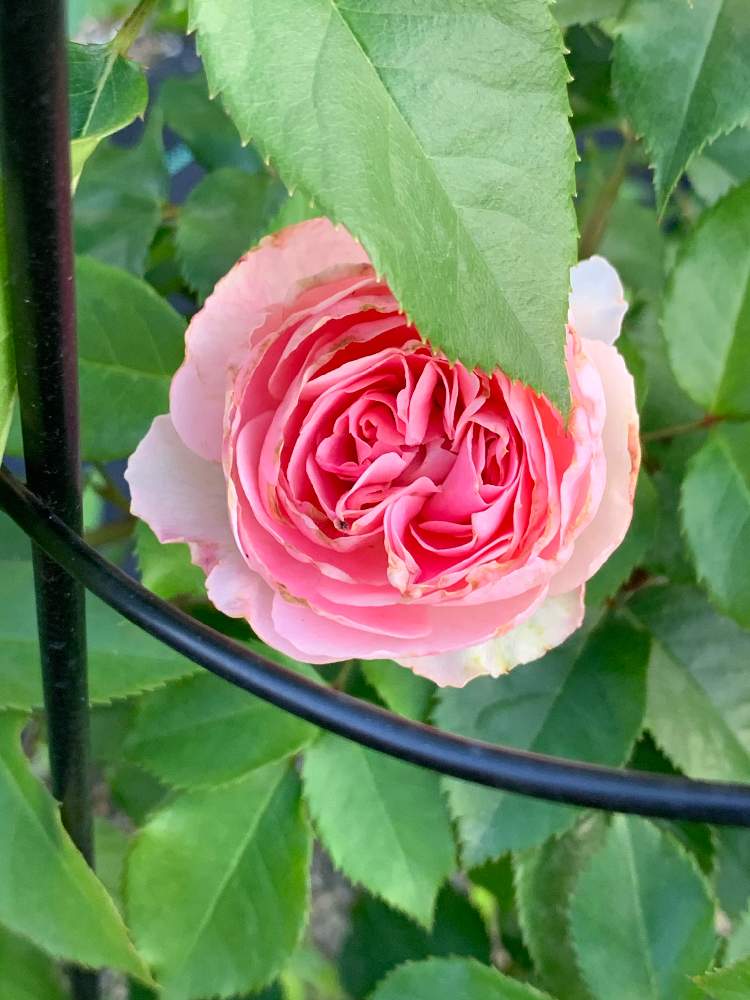 の画像 by ヨウコさん | バラとアミロマンティカと目指せお花畑と花壇と庭作りと日当たり良好と薔薇♪と庭の開拓