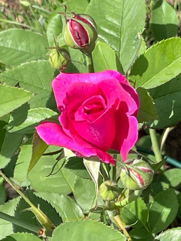 小さな庭の画像 by ブルーネストさん | 小さな庭とイングリッシュローズとDA ダーシーバッセルとばら バラ 薔薇とおうち園芸と香る花とイングリッシュ・ローズとデビッドオースティンとバラが好きと濃いピンクの花とロザリアン