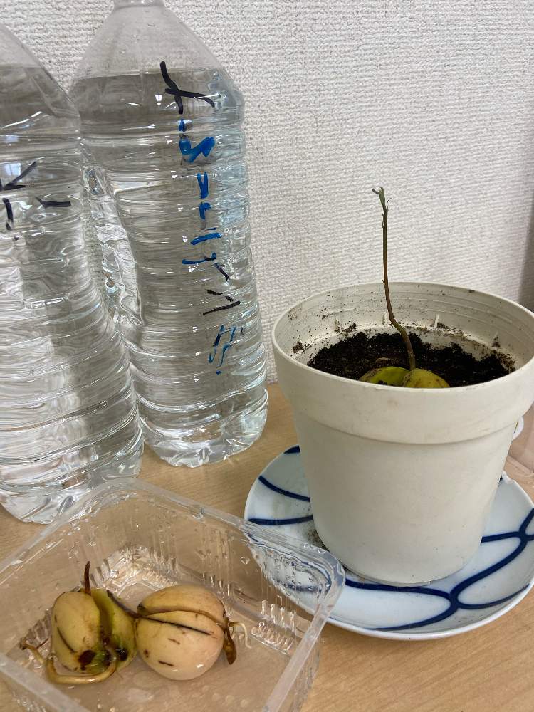 の画像 by シバクさん | アボカド栽培と昼休みと会社のできごと