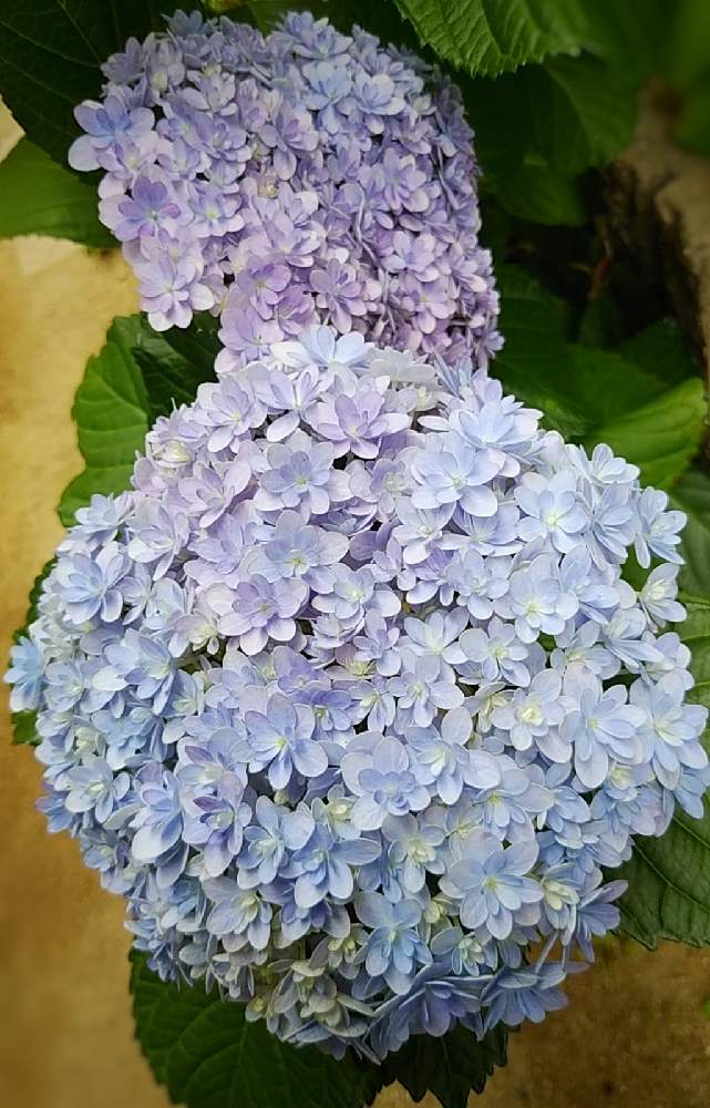 の画像 by plumeriaさん | 好きな色と嬉しい♪とありがとう♡と庭先と優しい♡*と花のある暮らしとアジサイ♪