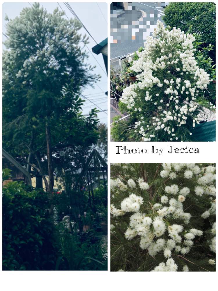 の画像 by 目指せ!自慢の庭さん | ティートリーの白い花と庭のティートリーの木と花とバルコニーから見たティートリーの花と背が高い庭の木と綿みたいに柔らかい花と自分たちで作り上げた庭と私の庭にいらっしゃいと毎年咲くよと庭の彩りと楽しみだわ♡とコロナに負けないでと私の庭の花と大好き私の庭とティートリーの花と良い香り