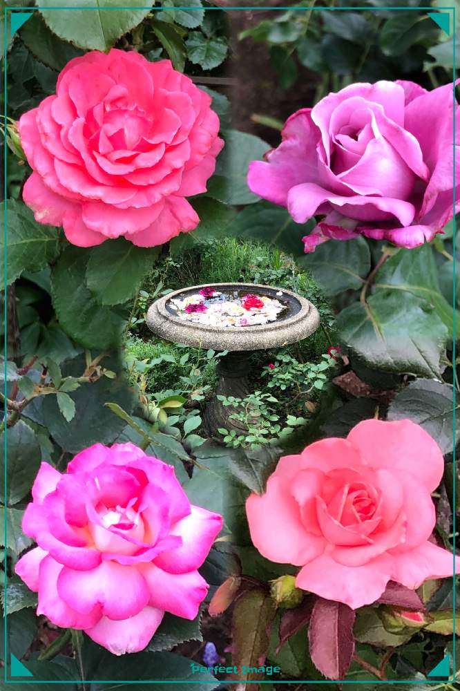 の画像 by hirarinさん | 薔薇芳純とバラ プリンセスアイコとバラ デリシャス・ムードとバラ、薔薇、ばらとバラと医療・介護の皆様に感謝とピンクの薔薇と水曜ローズショーとコロナウイルスの終息を願う!とhirarinの薔薇と港の見える丘公園とGS皆様ありがとうと被災地にエールを…。とガーデンネックレス横浜2021コンテストとローズの日